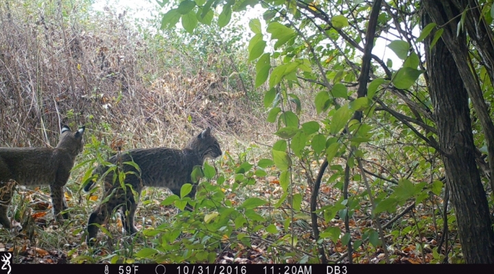 Bobcats at Taylor Fork Ecological Area